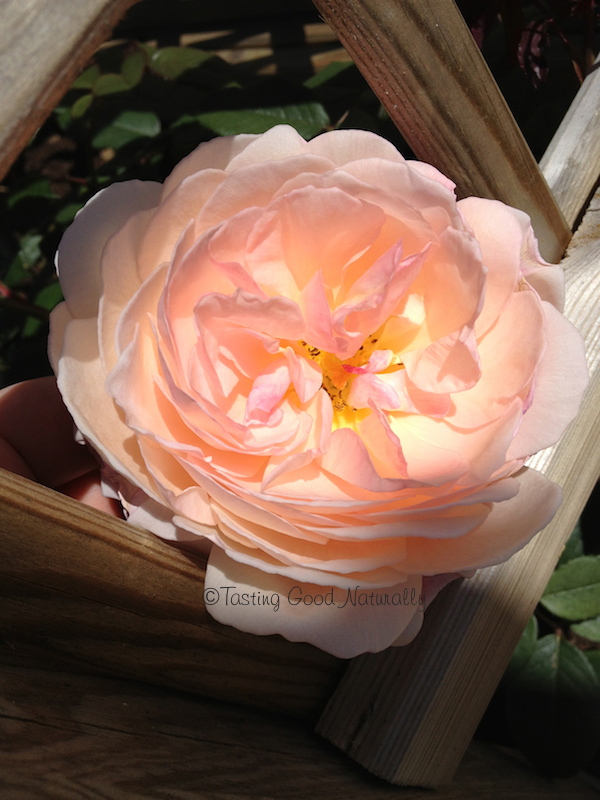 rose anglaise