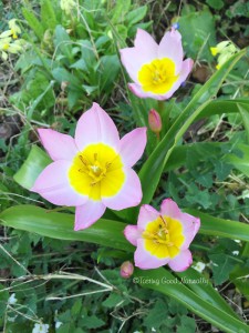 Tasting Good Naturally : Tulipes - printemps dans mon jardin